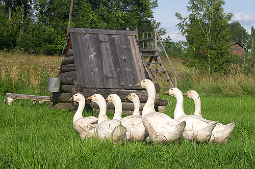 ����������� ����.