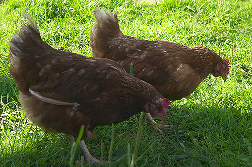 � �������� 14 ���. ���� ������.