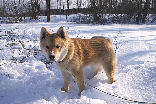 ����� ���������