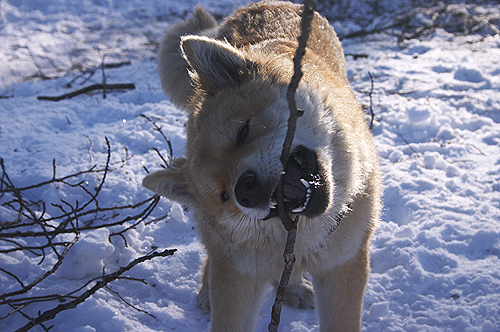 ��������