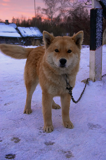 ������������ ������ �� ����