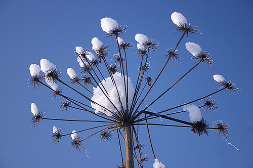 ������ ���������.