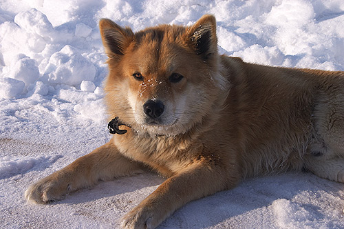 �������� ����������.